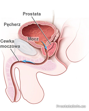 [Obrazek: prostata1.jpg]